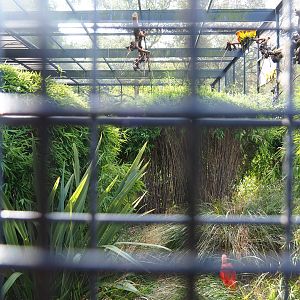 Second show bird aviary - Macaws, Sun conures and Scarlet ibises, 2022-08-28