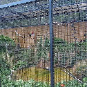 Second show bird aviary - Macaws, Sun conures and Scarlet ibises, 2022-08-28
