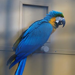 Blue-and-gold macaw (Ara ararauna), 2022-08-28