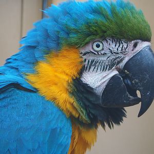 Blue-and-gold macaw (Ara ararauna), 2022-08-28