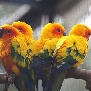 Sun conures (Aratinga solstitialis), 2022-08-28