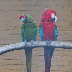 Military macaw (Ara militaris) and Green-winged macaw (Ara chloropterus), 2022-08-28