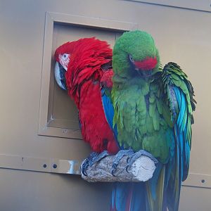 Military macaw (Ara militaris) and Green-winged macaw (Ara chloropterus), 2022-08-28