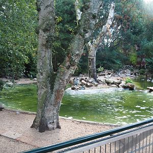Humboldt penguin exhibit, 2022-08-28