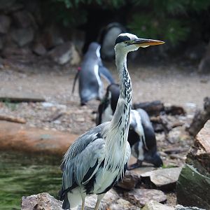 Wild Grey heron (Ardea cinerea), 2022-08-28
