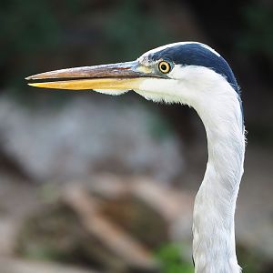 Wild Grey heron (Ardea cinerea), 2022-08-28