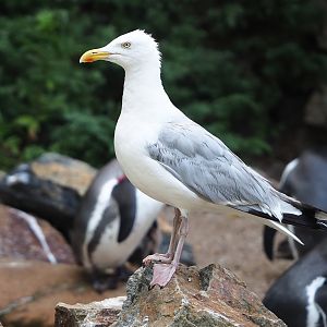 Wild European herring gull (Larus argentatus), 2022-08-28
