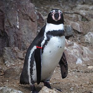 Humboldt penguin (Spheniscus humboldti), 2022-08-28