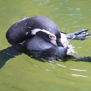 Humboldt penguin (Spheniscus humboldti), 2022-08-28