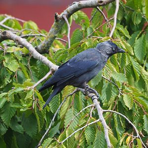Wild Western jackdaw (Coloeus monedula), 2022-08-28