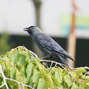 Wild Western jackdaw (Coloeus monedula), 2022-08-28