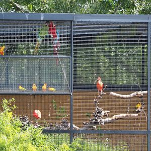 Show birds waiting for their showtime, 2022-08-28