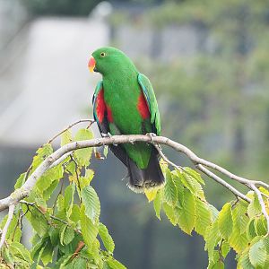 First bird show - Male Grand Eclectus parrot (Eclectus roratus roratus), 2022-08-28