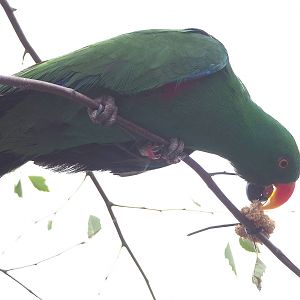 First bird show - Male Grand Eclectus parrot (Eclectus roratus roratus), 2022-08-28