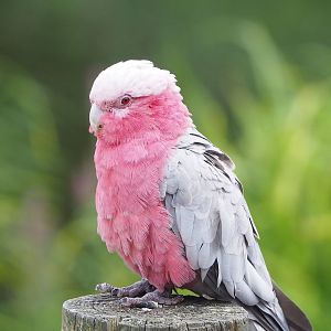 First bird show - Galah (Eolophus roseicapilla), 2022-08-28