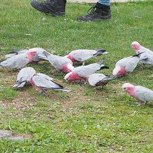 First bird show - Galahs (Eolophus roseicapilla), 2022-08-28