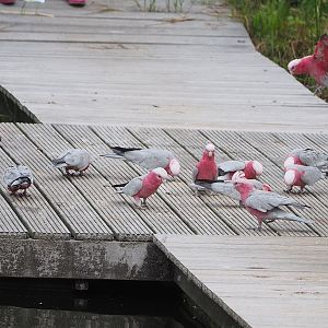 First bird show - Galahs (Eolophus roseicapilla), 2022-08-28