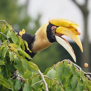 First bird show - Great hornbill (Buceros bicornis), 2022-08-28