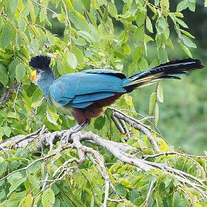 First bird show - Great blue turaco (Corythaeola cristata), 2022-08-28