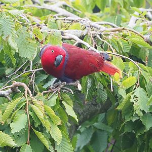First bird show - Female Grand Eclectus parrot (Eclectus roratus roratus), 2022-08-28