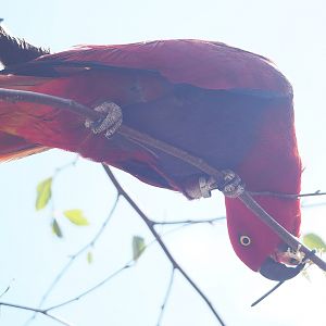 First bird show - Female Grand Eclectus parrot (Eclectus roratus roratus), 2022-08-28