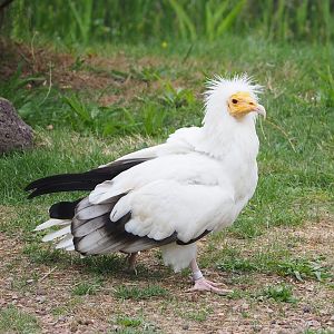 First bird show - Eastern Egyptian vulture (Neophron percnopterus ginginianus), 2022-08-28