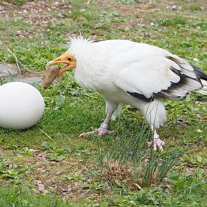 First bird show - Eastern Egyptian vulture (Neophron percnopterus ginginianus) demonstrating breaking ostrich egg, 2022-08-28