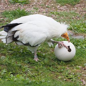 First bird show - Eastern Egyptian vulture (Neophron percnopterus ginginianus) demonstrating breaking ostrich egg, 2022-08-28