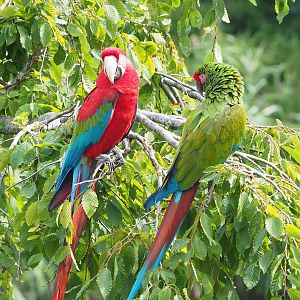 First bird show - Green-winged macaw (Ara chloropterus) and Military macaw (Ara militaris), 2022-08-28