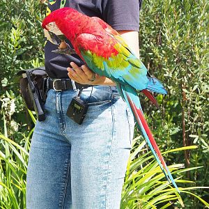 First bird show - Green-winged macaw (Ara chloropterus), 2022-08-28