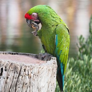 First bird show - Military macaw (Ara militaris), 2022-08-28
