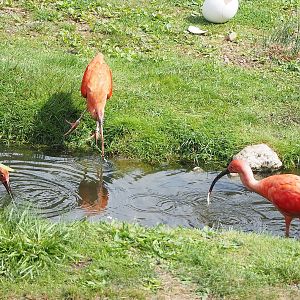 First bird show - Scarlet ibises (Eudocimus ruber), 2022-08-28