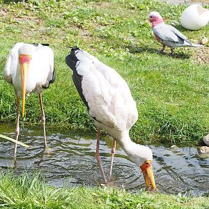 First bird show - Yellow-billed storks (Mycteria ibis), 2022-08-28
