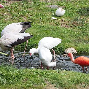 First bird show - Yellow-billed storks (Mycteria ibis), African spoonbills (Platalea alba) and Scarlet ibis (Eudocimus ruber), 2022-08-28