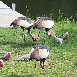 First bird show - Eastern grey crowned cranes (Balearica regulorum gibbericeps) and Galahs (Eolophus roseicapilla), 2022-08-28