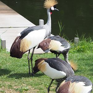 First bird show - Eastern grey crowned cranes (Balearica regulorum gibbericeps), 2022-08-28
