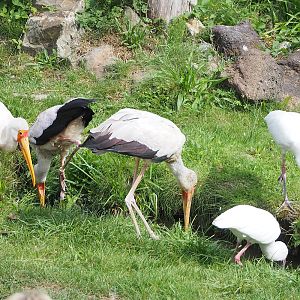 First bird show - Yellow-billed storks (Mycteria ibis) and African spoonbills (Platalea alba), 2022-08-28