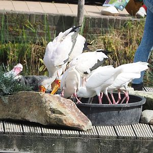 First bird show - Yellow-billed storks (Mycteria ibis) and African spoonbills (Platalea alba), 2022-08-28