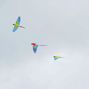 First bird show - Macaws in flight, 2022-08-28