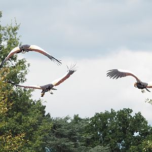 First bird show - Eastern grey crowned cranes in flight, 2022-08-28