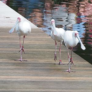 First bird show - African spoonbills (Platalea alba), 2022-08-28