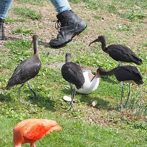 First bird show - Juvenile Scarlet ibises (Eudocimus ruber), 2022-08-28