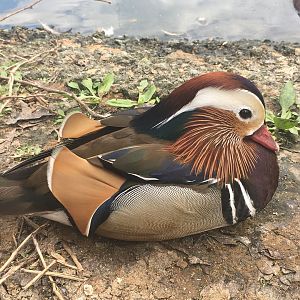 Mandarin Duck (Aix galericulata)