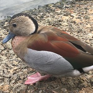 Ringed Teal (Callonetta leucophrys)