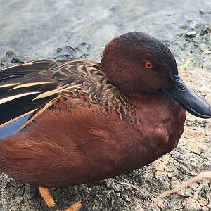 Cinnamon Teal (Spatula cyanoptera)