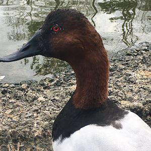 Canvasback (Aythya valisineria