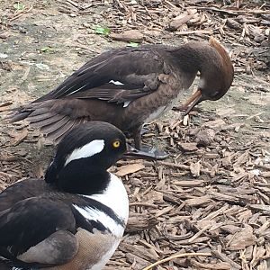 Hooded Merganser (Lophodytes cucullatus) pair