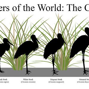 Stork Silhouettes Size Chart