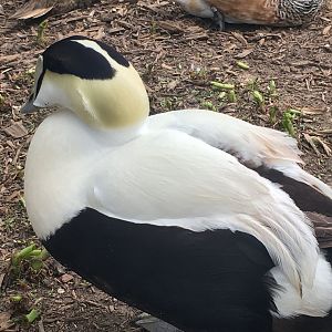 Common Eider (Somateria mollissima)