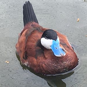 Ruddy Duck (Oxyura jamaicensis)